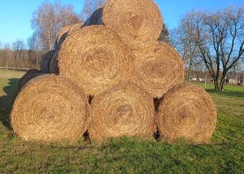 Słoma żytnia i owsiana 160cm