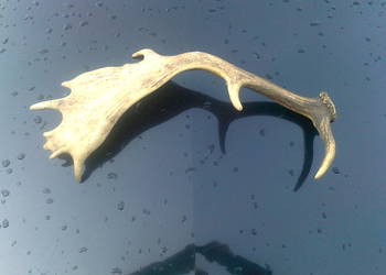 Poroże  róg daniela