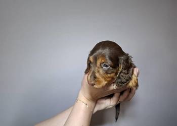 Jamnik długowłosy czekoladowy merle Dauschaund Dackel