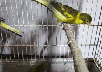 Kanarki hiszpańskie timbradory