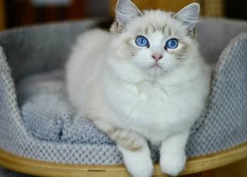 Kotka rasy RAGDOLL