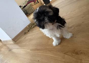 Suczka shih tzu