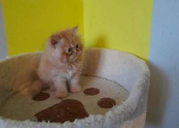 Kocurek perski rudo-biszkoptowy