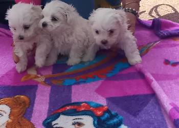 Maltaczki do rezerwacji