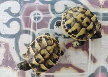 Żółw grecki (Testudo hermanni) z mojej hodowli w Gdańsku- rocznik 2024