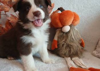 Border collie czekoladowo białe