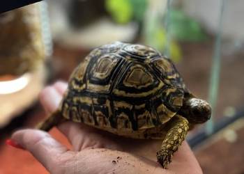 Żółw lamparci z terrarium