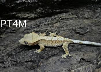 Gekon Orzesiony male Tricolor
