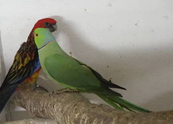 Aleksandretta Obrożna Samiec Zielony dorosły