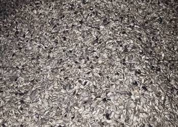 Nasiona słonecznika ozdobnego Tayio