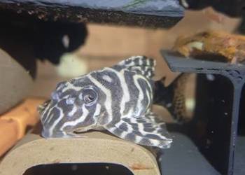 Hypancistrus l236 zbrojnik glonojad