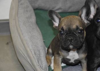 buldog francuski samiec