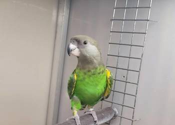 Afrykanka brunatnogłowa