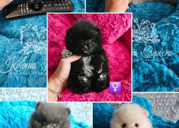 Pomeranian Szpic Miniaturowy śliczne pieski Paszport!!