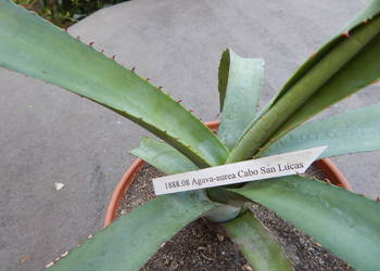 Żadka agawa kolekcjonerska z Meksyku - Agave aurea Cabo San Lucas