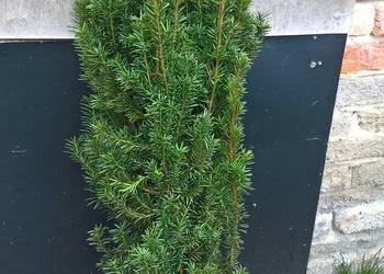 Mega Ładny Gotowy Żywopłot