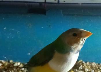 Sprzedam papugi z zdjęcia