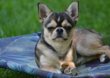 Samiec - reproduktor chihuahua ZKwP FCI!