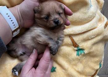 szpic miniaturowy - suczka