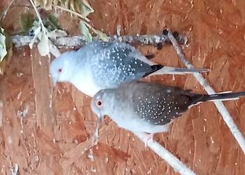 Sprzedam gołąbki diamentowe