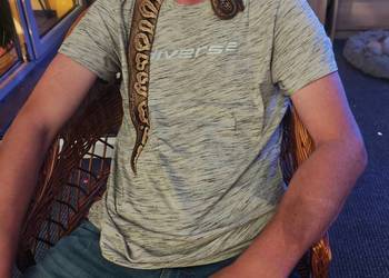 Pyton Królewski samiec dwu letni łagodny i spokojny Pastel cinamon