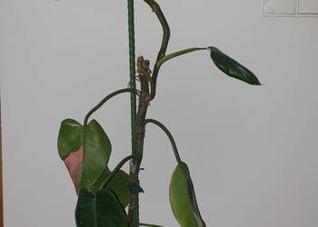 Phiilodendron White Princess lub Filodendron Pink Princess, 110cm