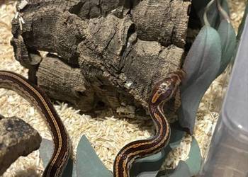 Węże Wąż zbożowy