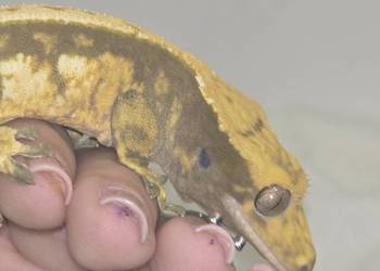 Gekon orzęsiony samiec z OGONEM