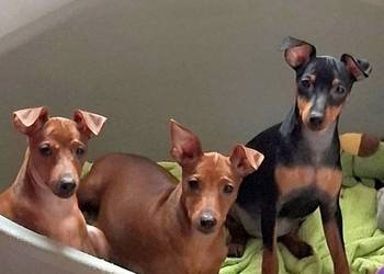 Pinczer, pinczery,  pinczerki miniaturowe z metryczkami FCI