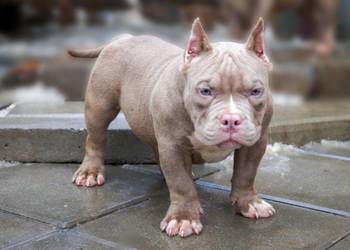 American Bully Pocket suka