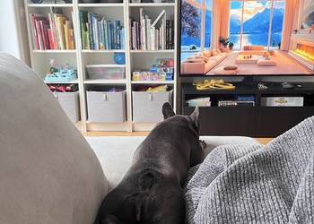 Doświadczona domowa opieka zwierzęta psy, koty Wrocław | petsitter