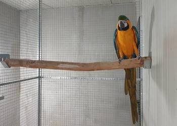 Samica Ara Araruna 2024