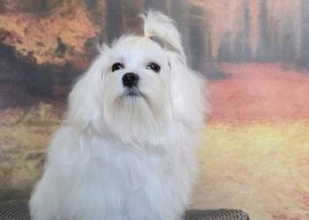 Pies Maltańczyk z rodowodem FCI