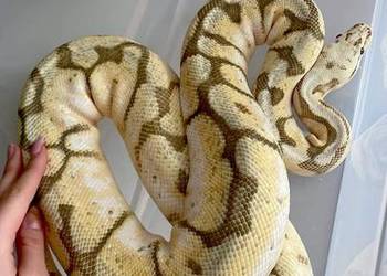 Python regius samica killerbee fire gotowa na sezon