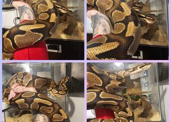 Pyton królewski piękna samica pastel Het Axanthic