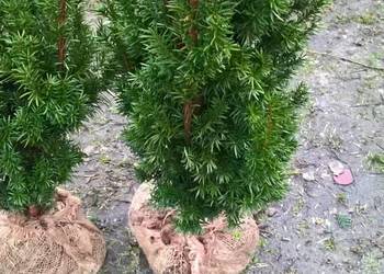 Cis Hicksii Szybkorosnący Żywopłot