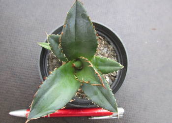 Niewielka agawa - Agave titanota Oteroi (FO-076) - sadzonka
