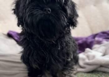 Shih Tzu Atena z rodowodem. Hodowla Żywe Srebro z Leśnego Zakątka