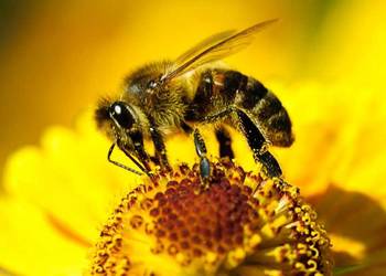 Pszczoły na ramce warszawskiej zwykłej lub wielkopolskiej