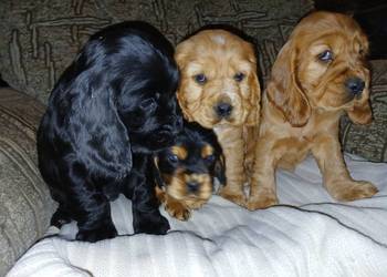 Śliczne Szczenięta Cocker Spaniel Angielski