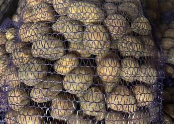 Ziemniaki 35/45mm Bellarosa