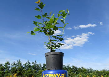 Kalina koralowa, ozdobna, kwitnąca. Kolorowy żywopłot.