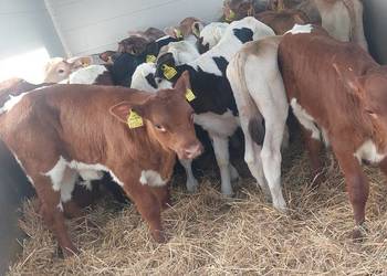 Cielaki Byczki Latowicz