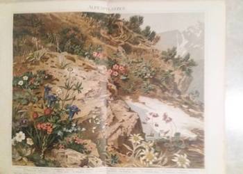 Stara rycina "Alpenpflanzen z Meyers Lexikon z 1897 rok