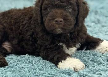 Lagotto Romagnolo ZKwP/FCI