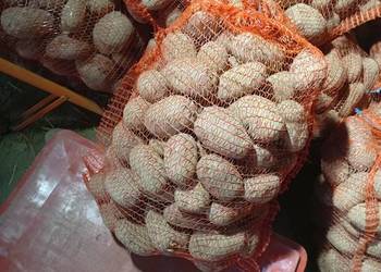 Ziemniaki Red Sonia.Cena 60gr / kg.889297500.Jadalne oraz kaliber 35-45 mm.