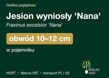 Jesion wyniosły 'Nana' obwód 10-12 cm, w pojemniku – HURT