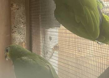 Amazonka Mordobrewna