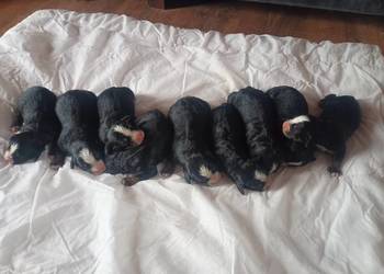 Berneński Pies Pasterski.Szczenięta.