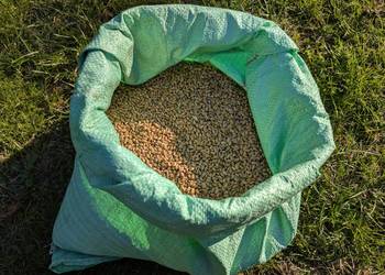 Pszenica ozima ekologiczna